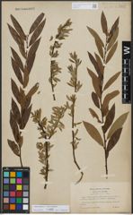 Foto von Salix triandra L. x Salix viminalis L.